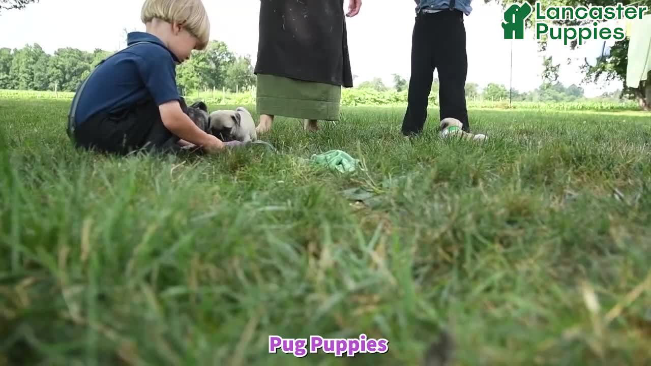 Pug dogs for sale: Kiki - Video 1