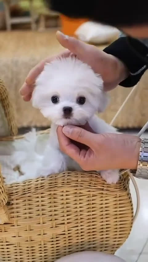 Maltese dogs for sale: Maltese felix - Video 1