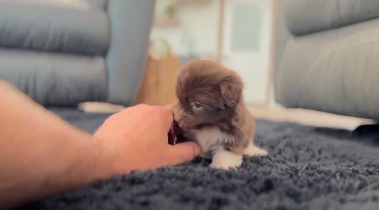Havanese dogs for sale: Amber - Video 2