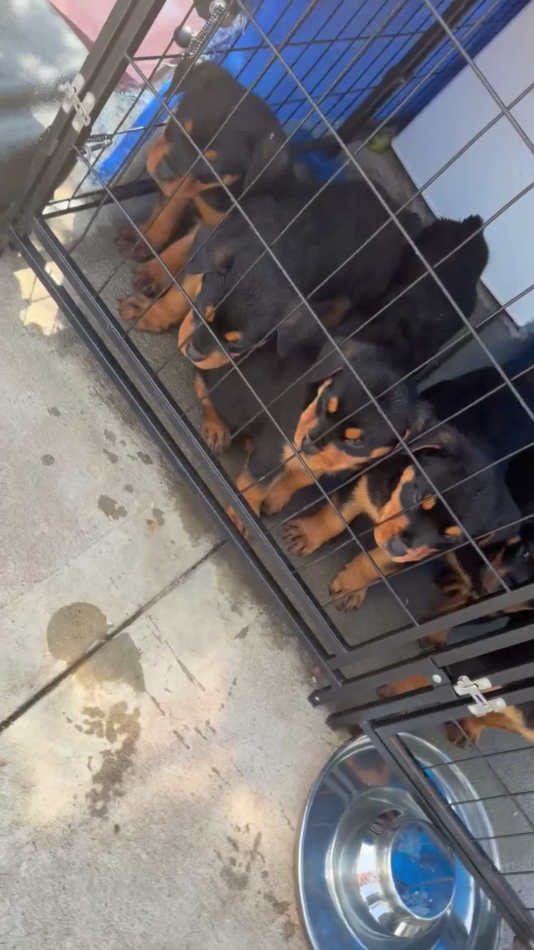 Rottweiler dogs for sale: Rottweiler Puppy girl  - Video 2