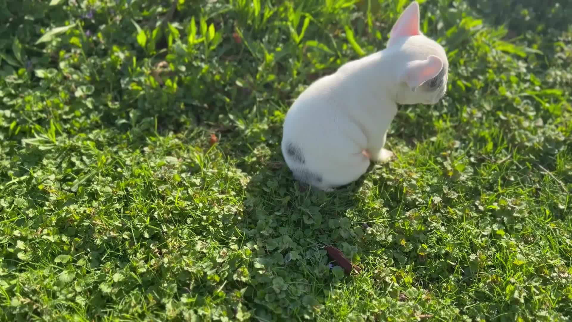 French Bulldog dogs for sale: Silvers Raleigh - Video 1