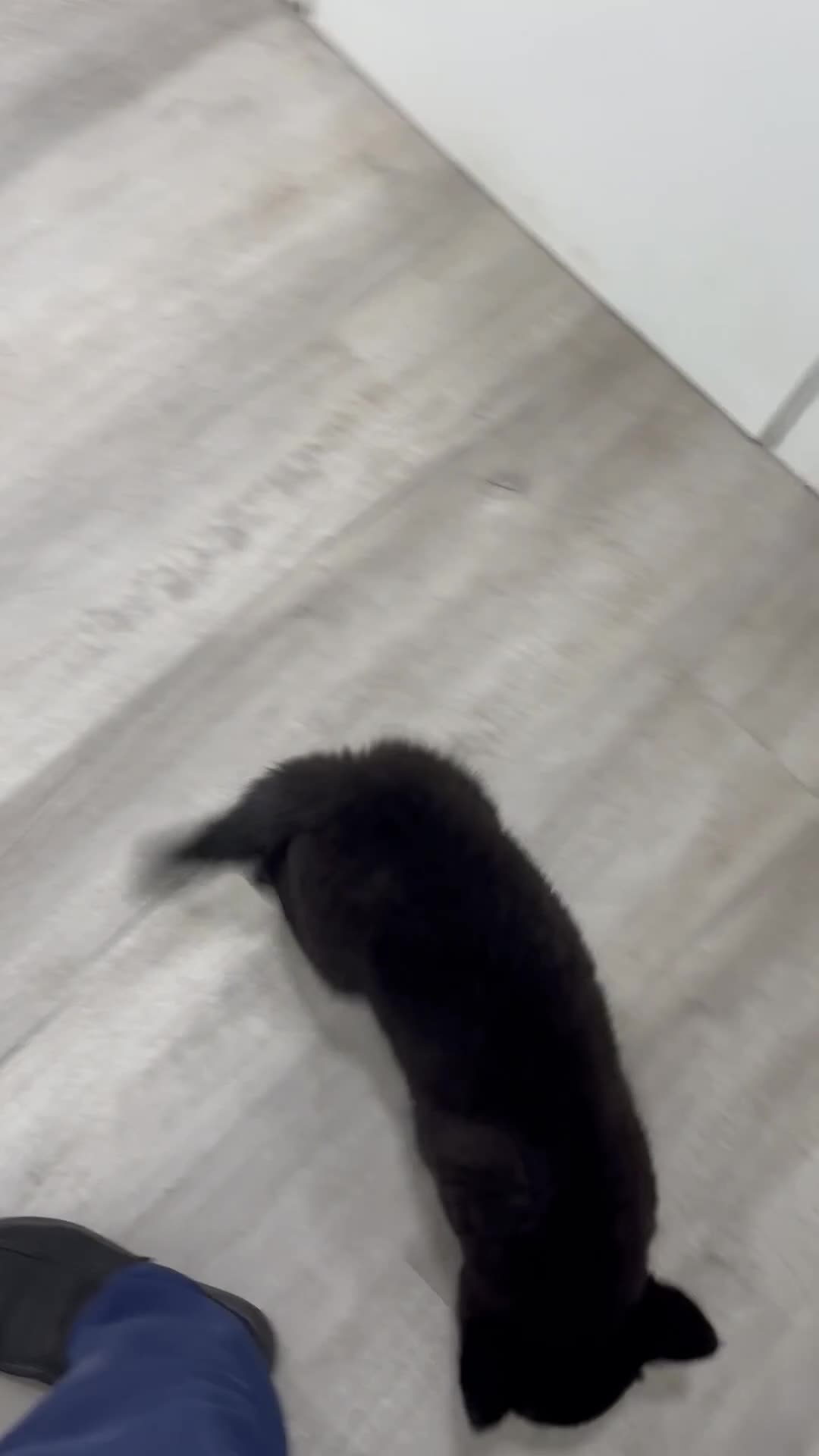 Mixed Breed dogs for sale: Rover - Video 1