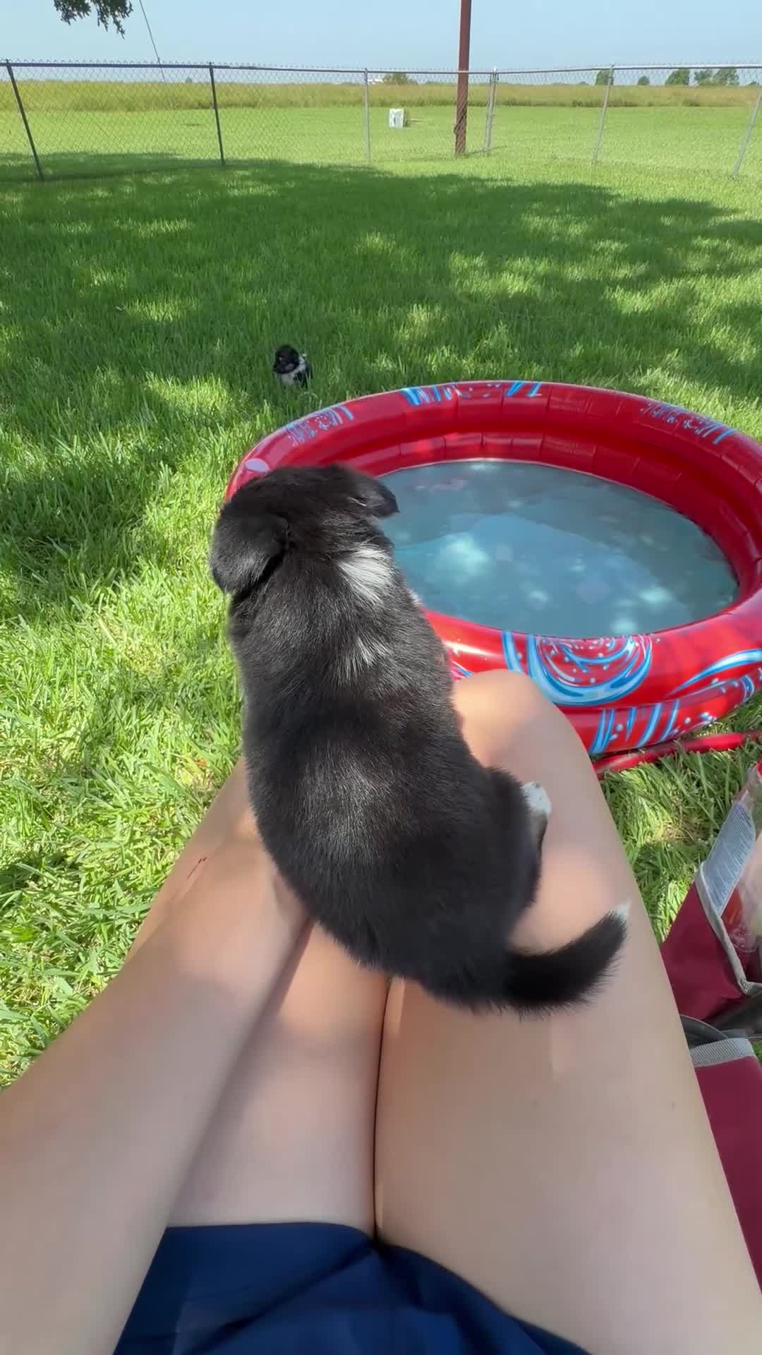 Mixed Breed dogs for sale: Jillian - Video 1