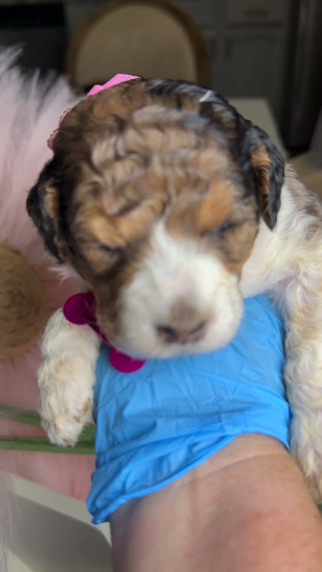 Mixed Breed dogs for sale: Sienna - Video 1