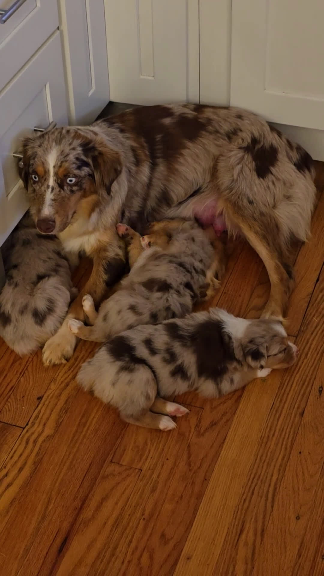 Australian Shepherd dogs for sale: Australian Shepherd Puppy 2 - Video 2