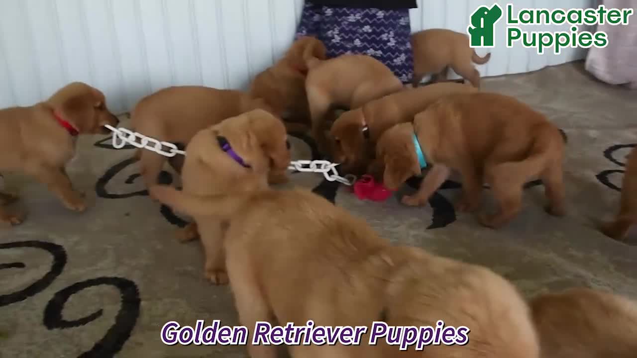 Golden Retriever dogs for sale: Echo - Video 1
