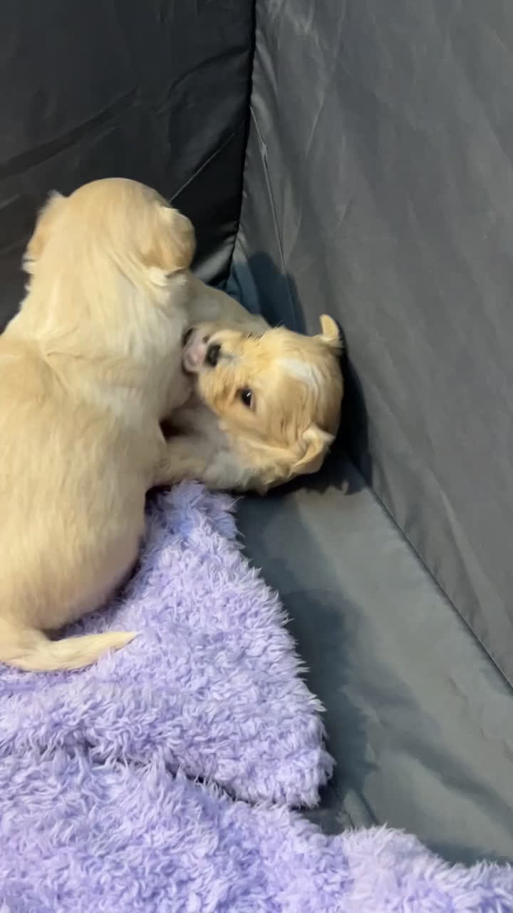 Mixed Breed dogs for sale: Mixed Breed Puppy 3 - Video 1