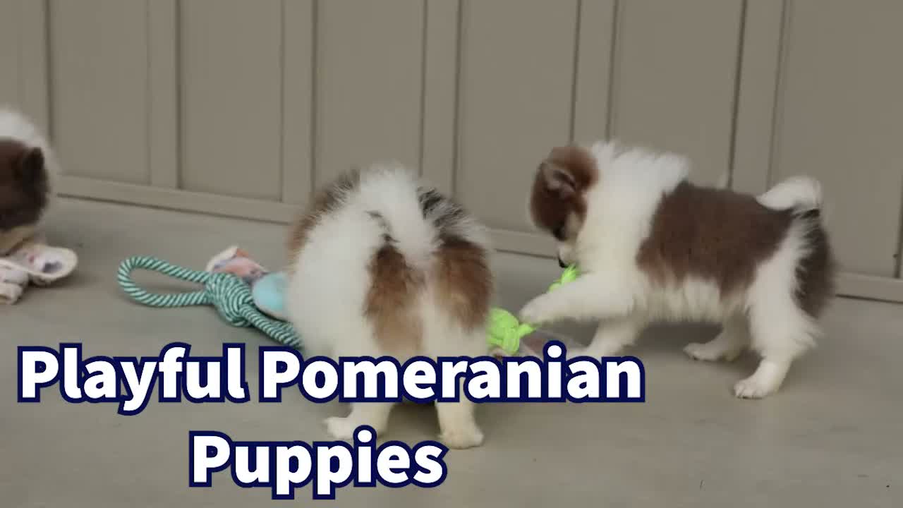 Pomeranian dogs for sale: Everest🐾 - Video 1