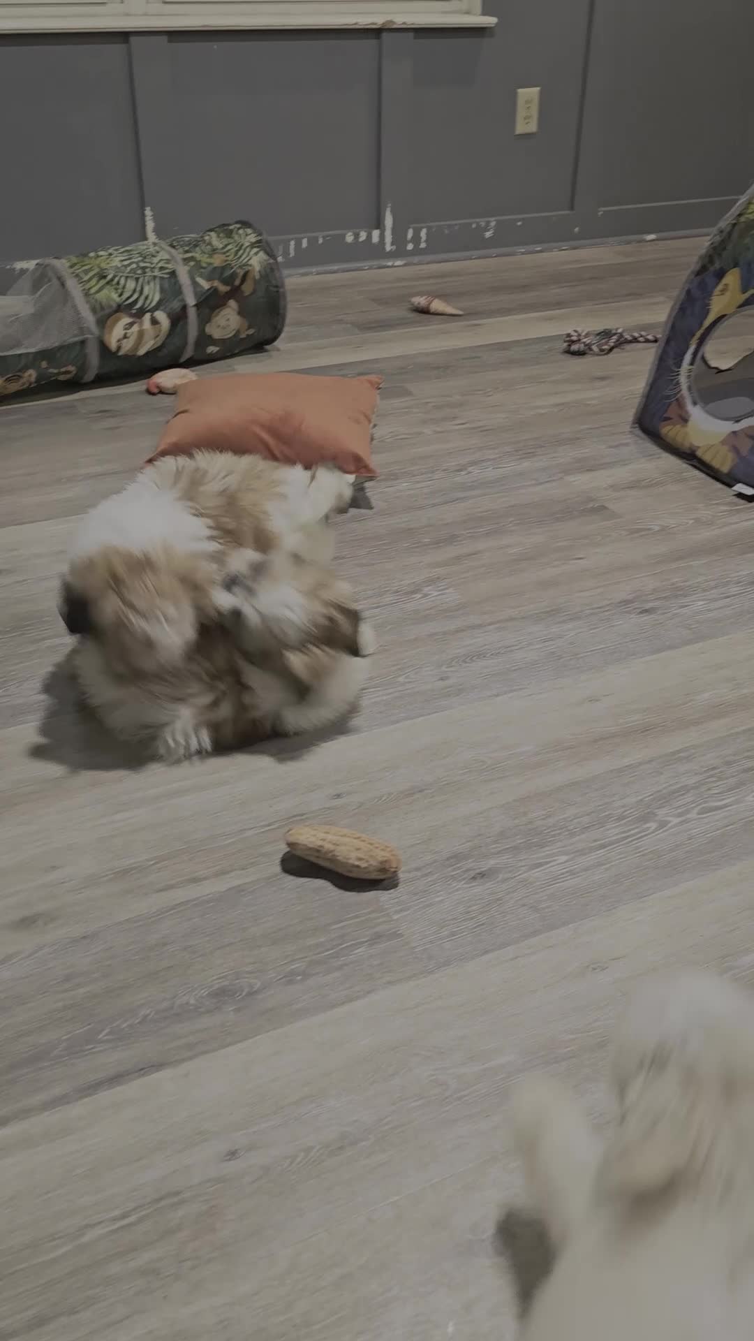 Shih Tzu dogs for sale: Shih Tzu 1 - Video 3