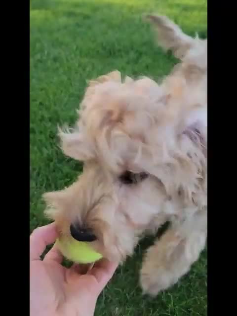 Mini Goldendoodle dogs for sale: Benny Male  - Video 1