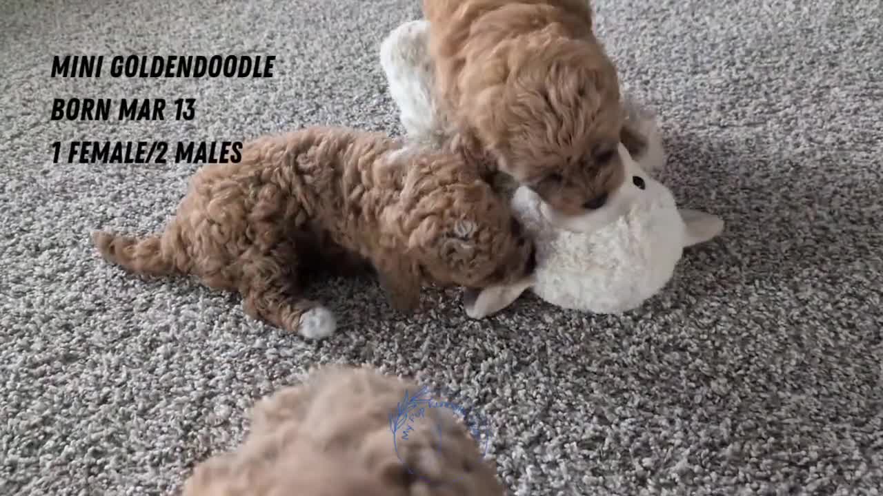 Mini Goldendoodle dogs for sale: Lyla - Video 4