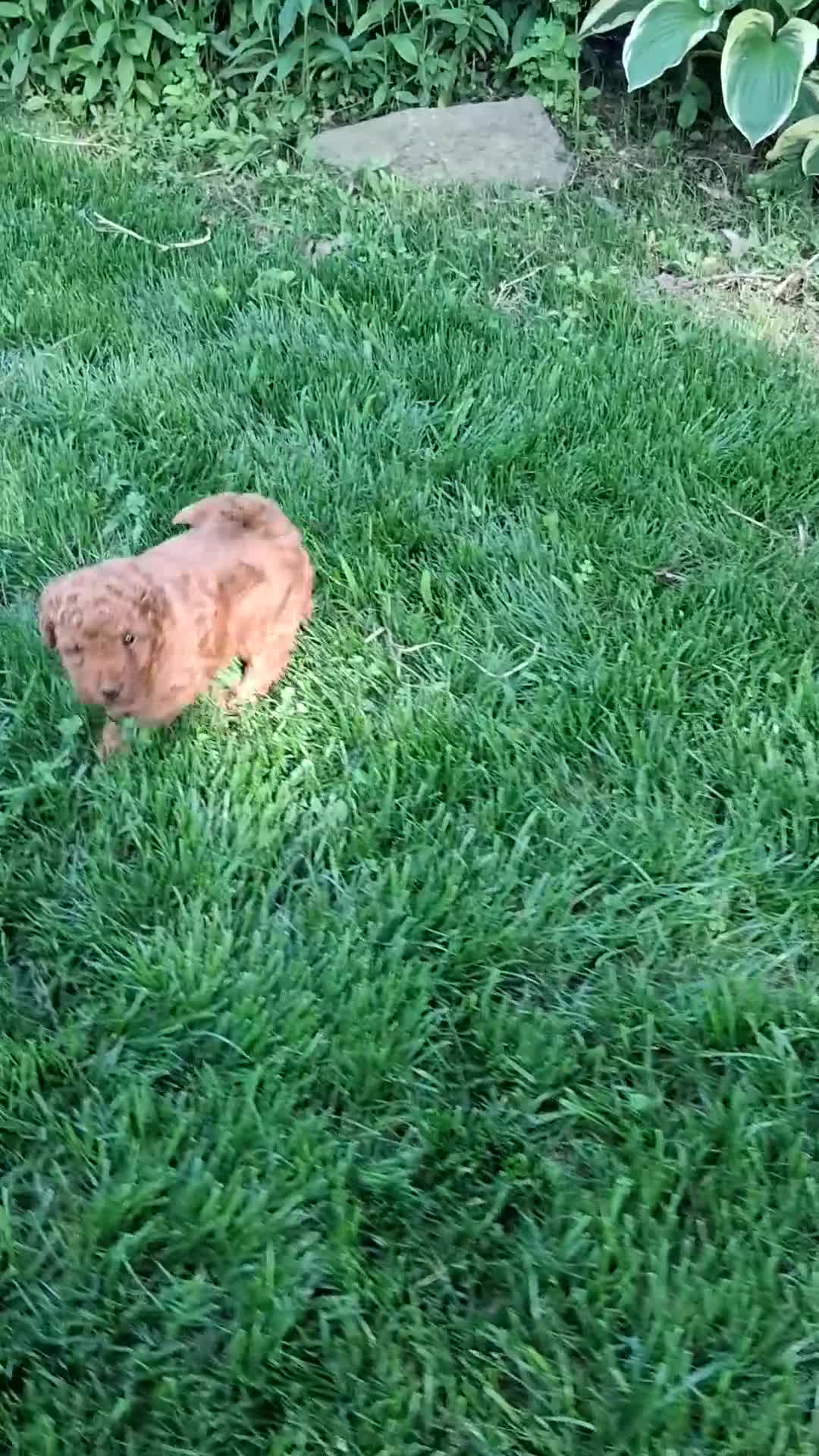 Toy Poodle dogs for sale: Tucker - Video 1