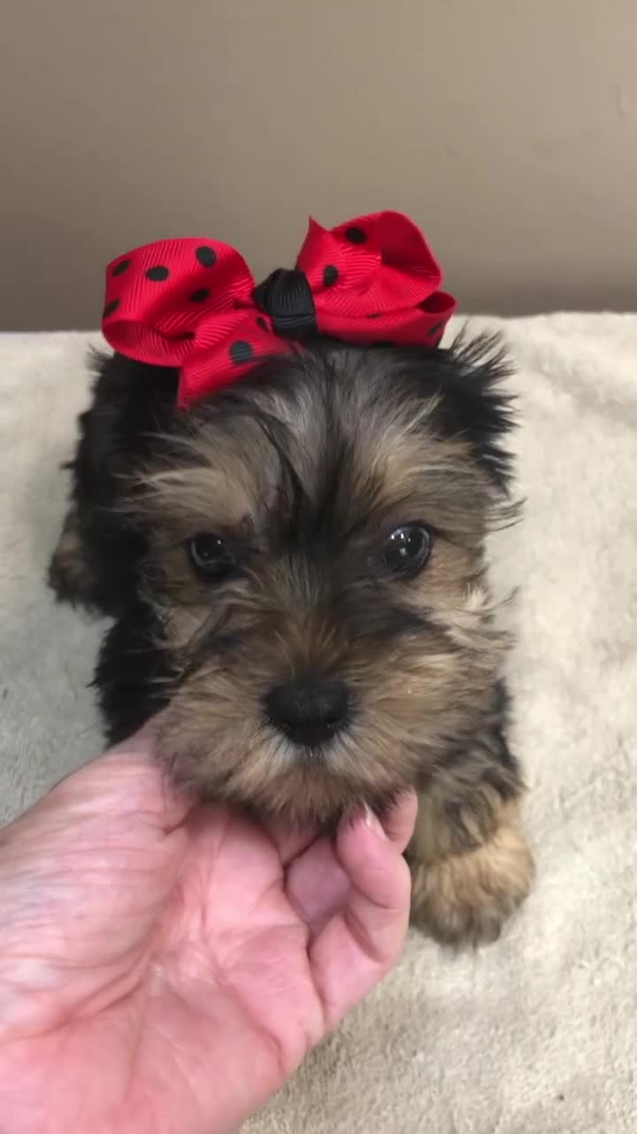 Yorkshire Terrier dogs for sale: Tiny Koda 2nd chance - Video 1