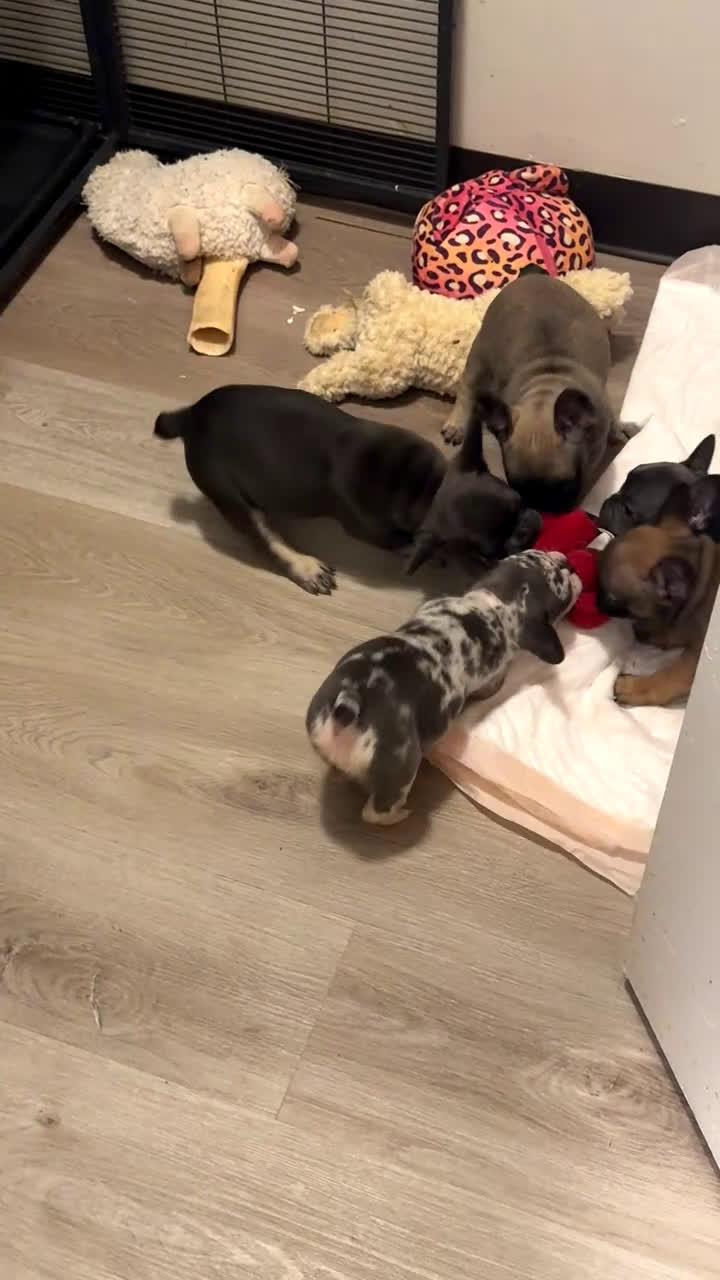 French Bulldog dogs for sale: French Bulldog Puppy 1 - Video 2