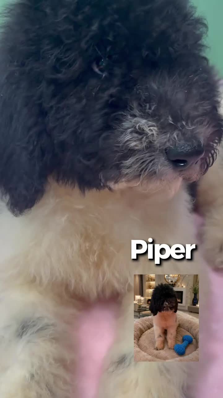 Standard Poodle dogs for sale: Piper  - Video 1