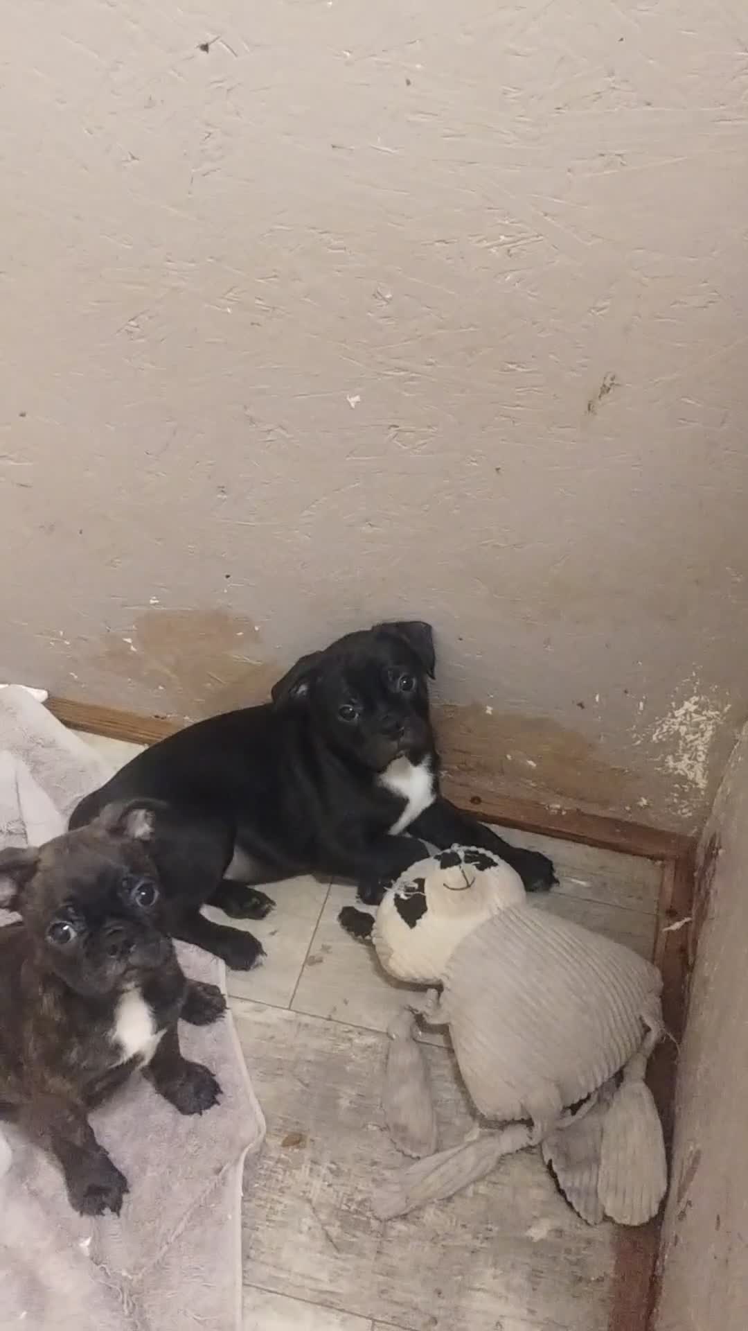 Mixed Breed dogs for sale: Carter - Video 2