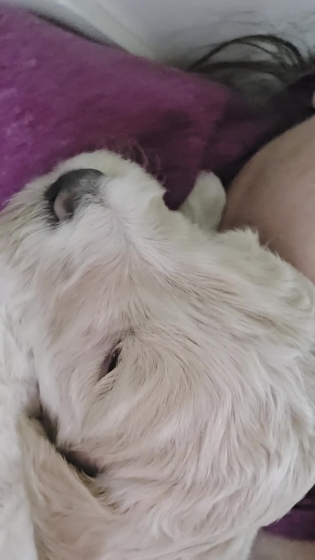 Mini Goldendoodle dogs for sale: Birch - Video 1
