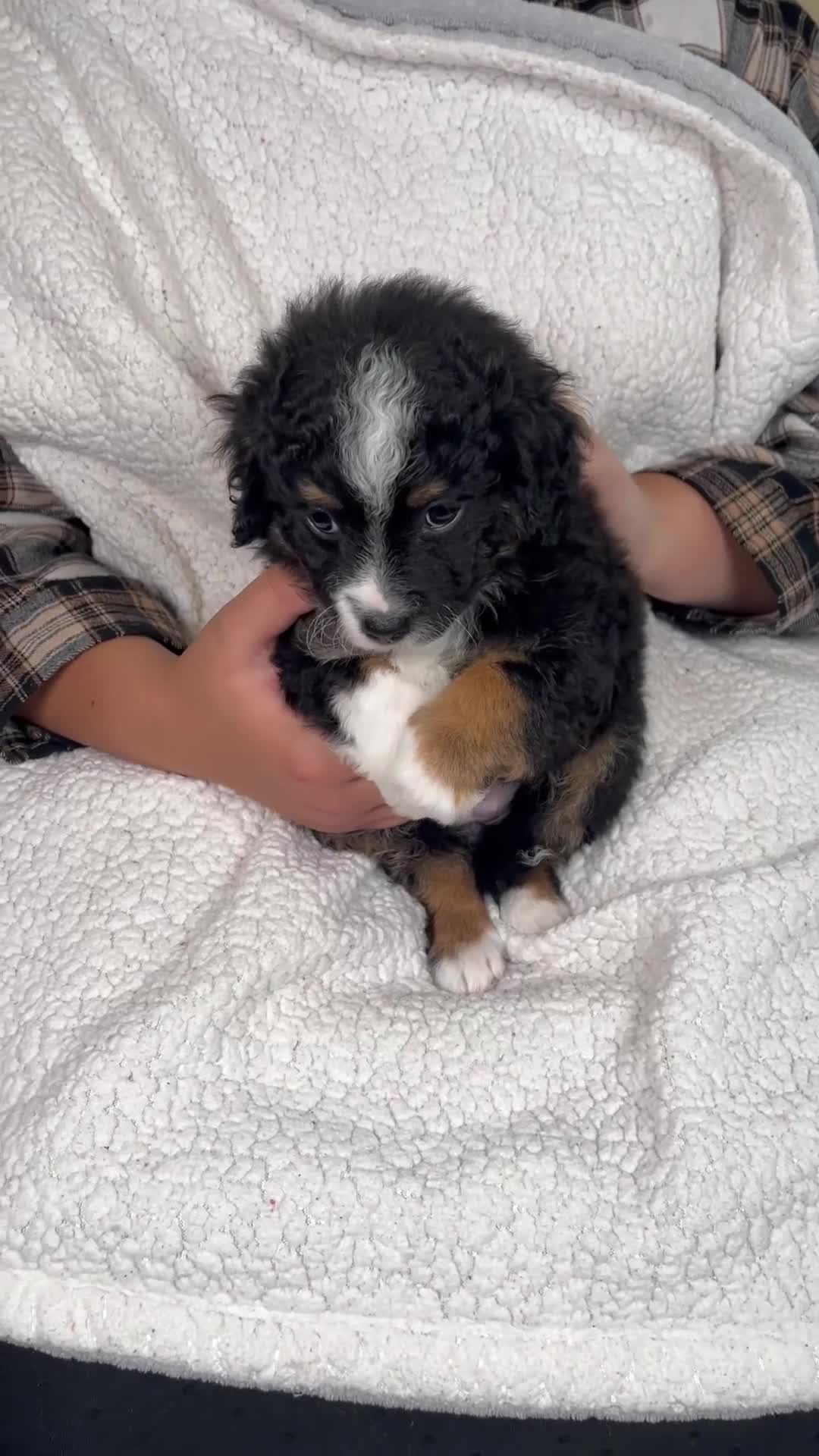 Mini Bernedoodle dogs for sale: Princess - Video 1