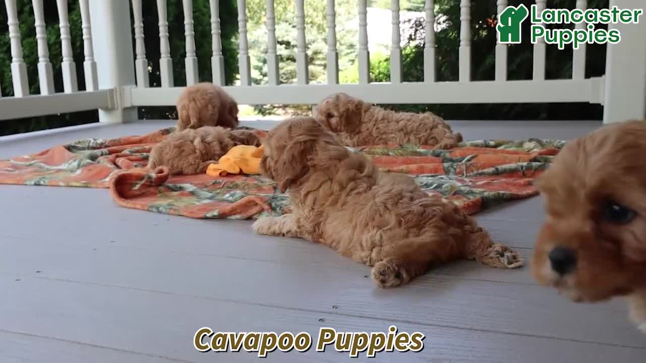 Cavapoo dogs for sale: Hickory - Video 1