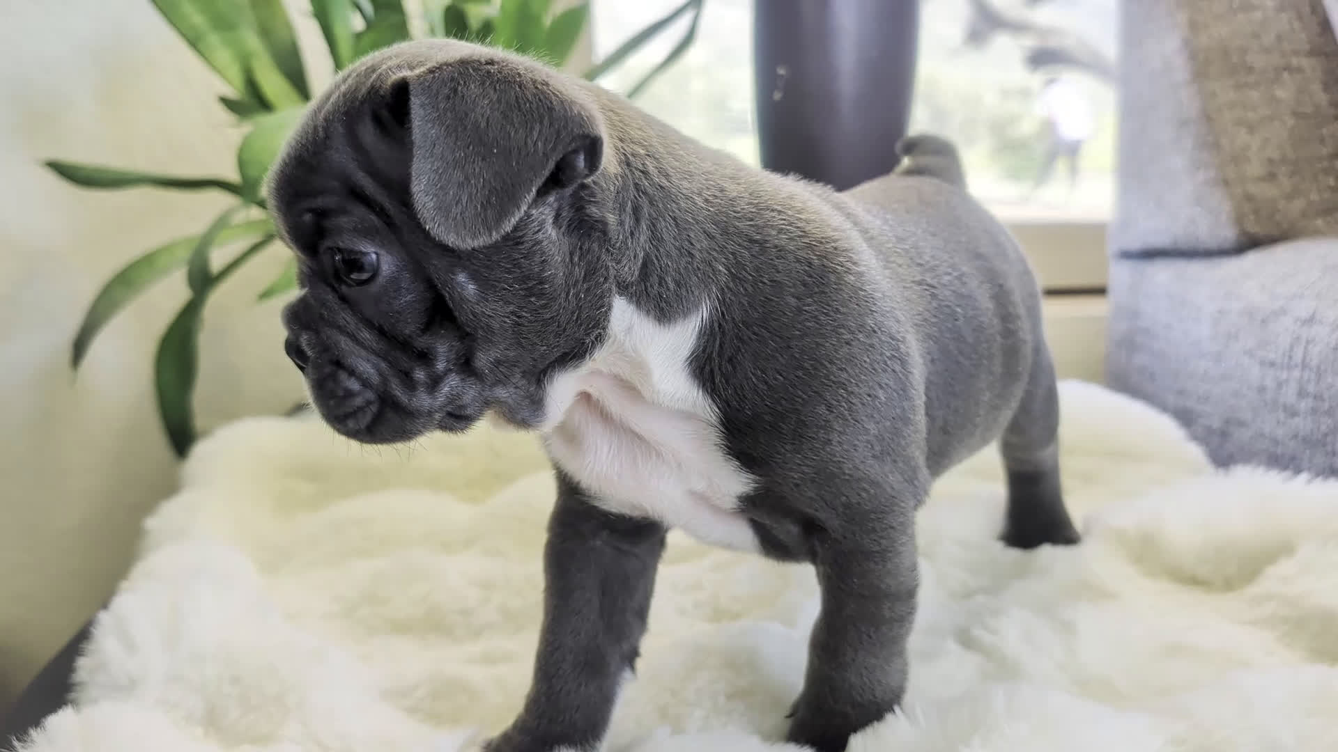 Frenchton dogs for sale: Hunter  - Video 1