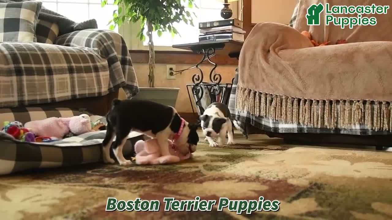 Boston Terrier dogs for sale: Laura - Video 1