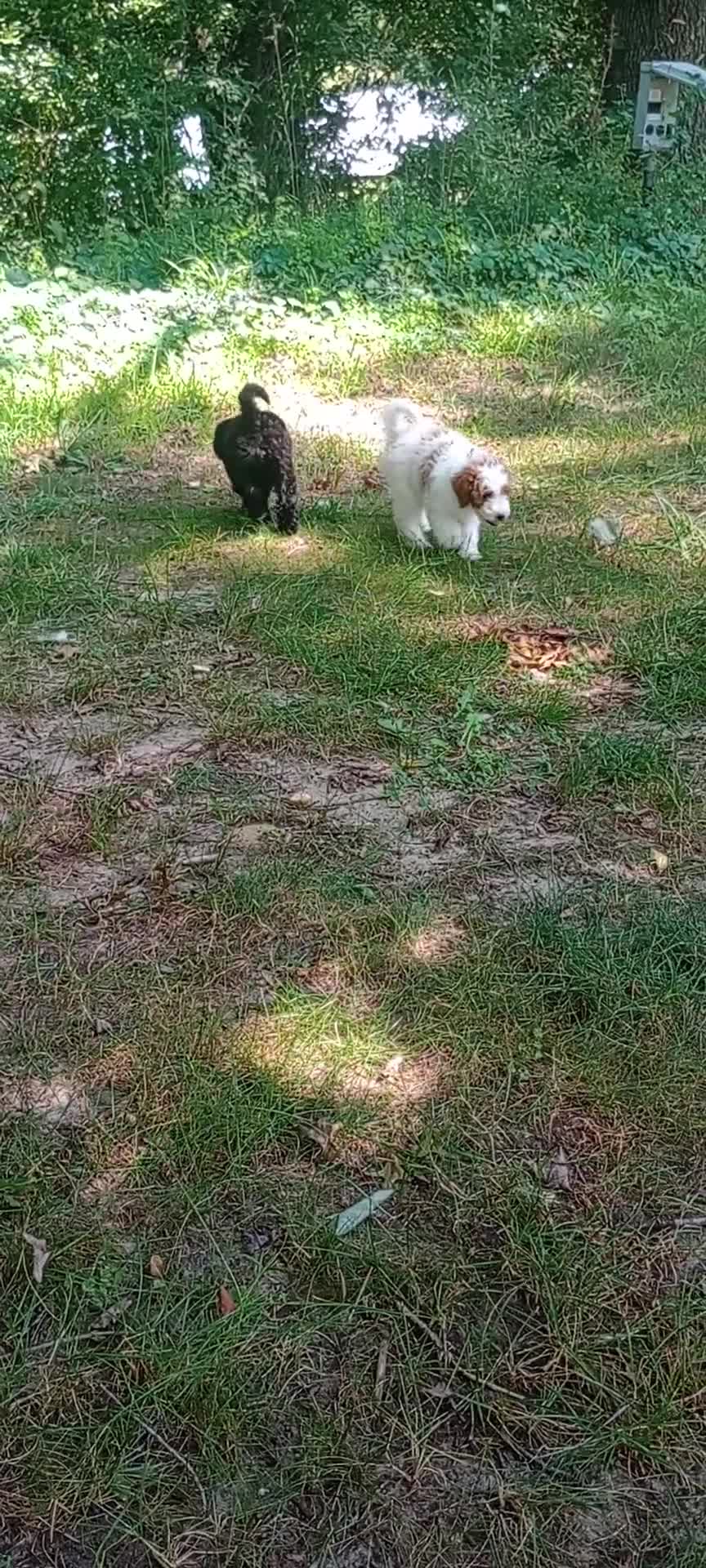 Mini Goldendoodle dogs for sale: Miss Waxwing - Video 2