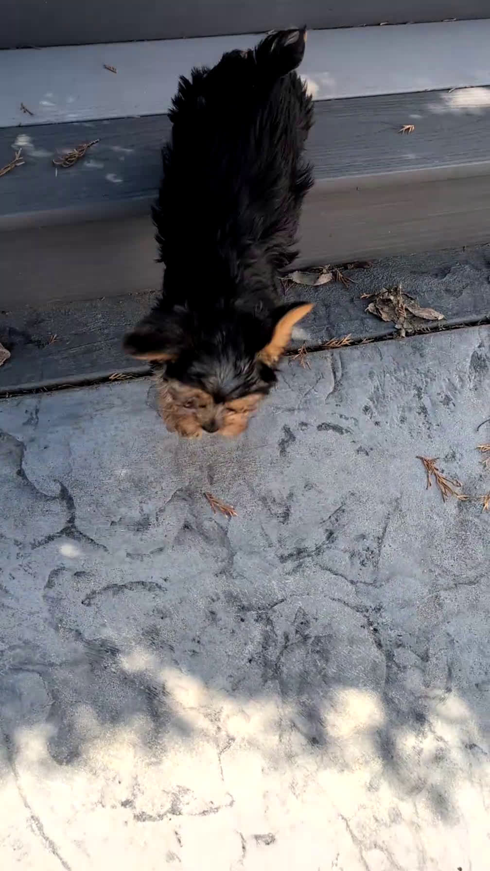 Yorkshire Terrier dogs for sale: Axel - Video 1