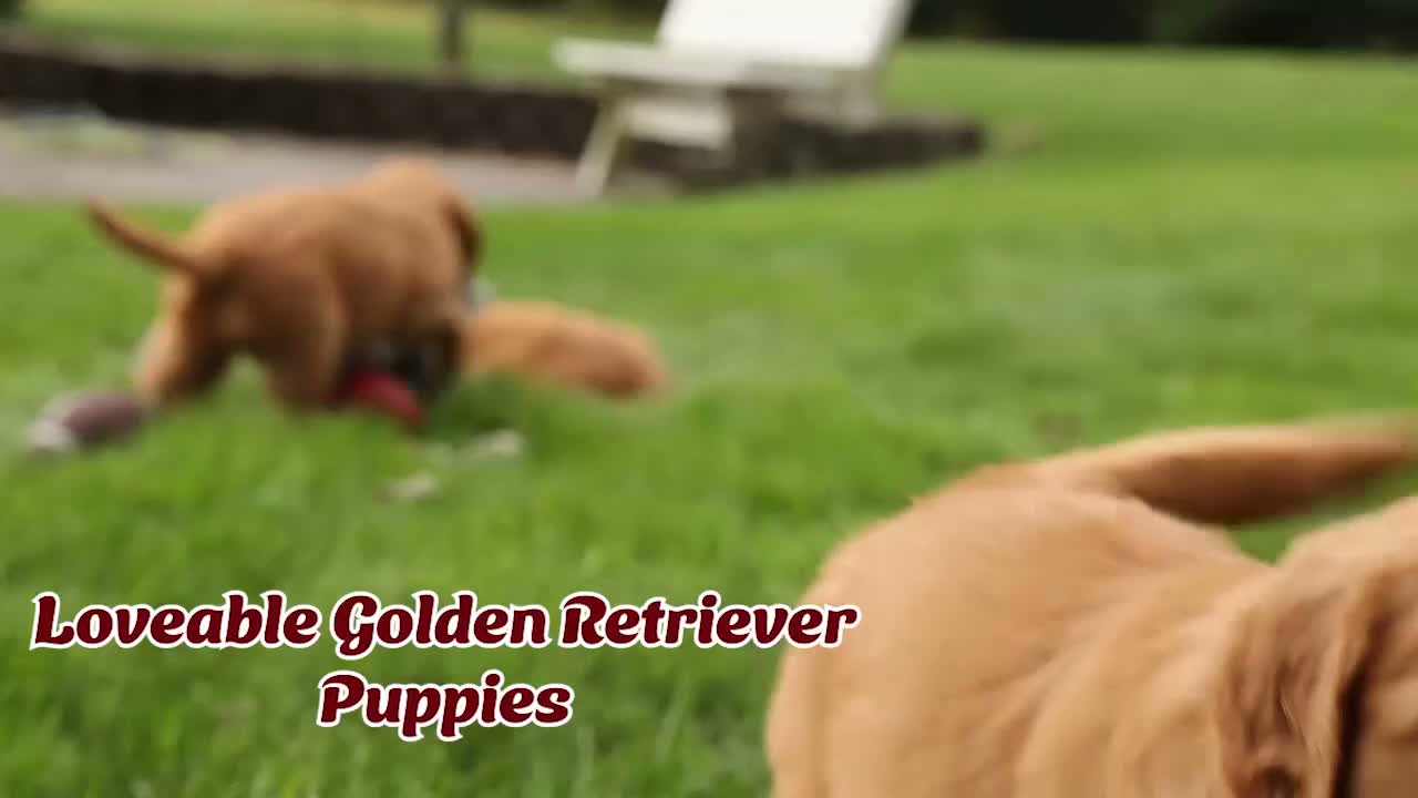 Golden Retriever dogs for sale: Rocco✨ - Video 1