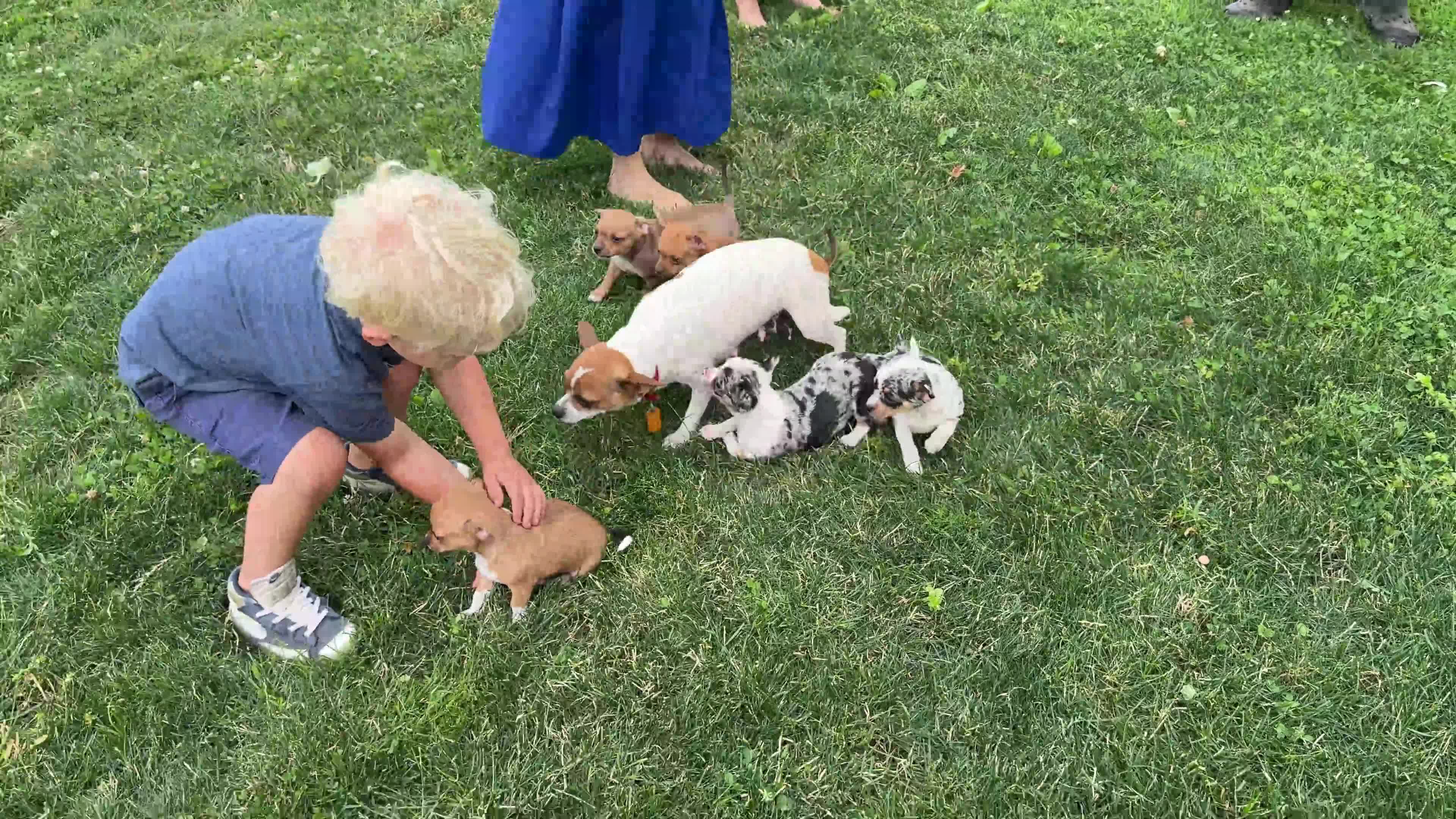 Chihuahua dogs for sale: Ristle - Video 1