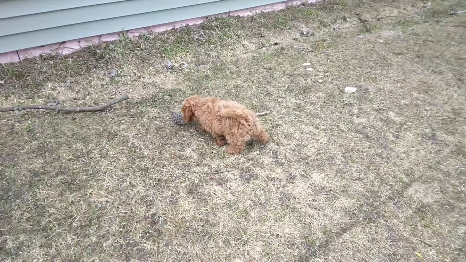 Miniature Poodle dogs for sale: Buck - Video 2
