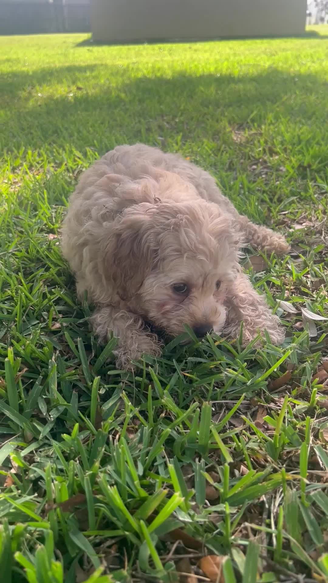 Cavapoo dogs for sale: Luna - Video 1