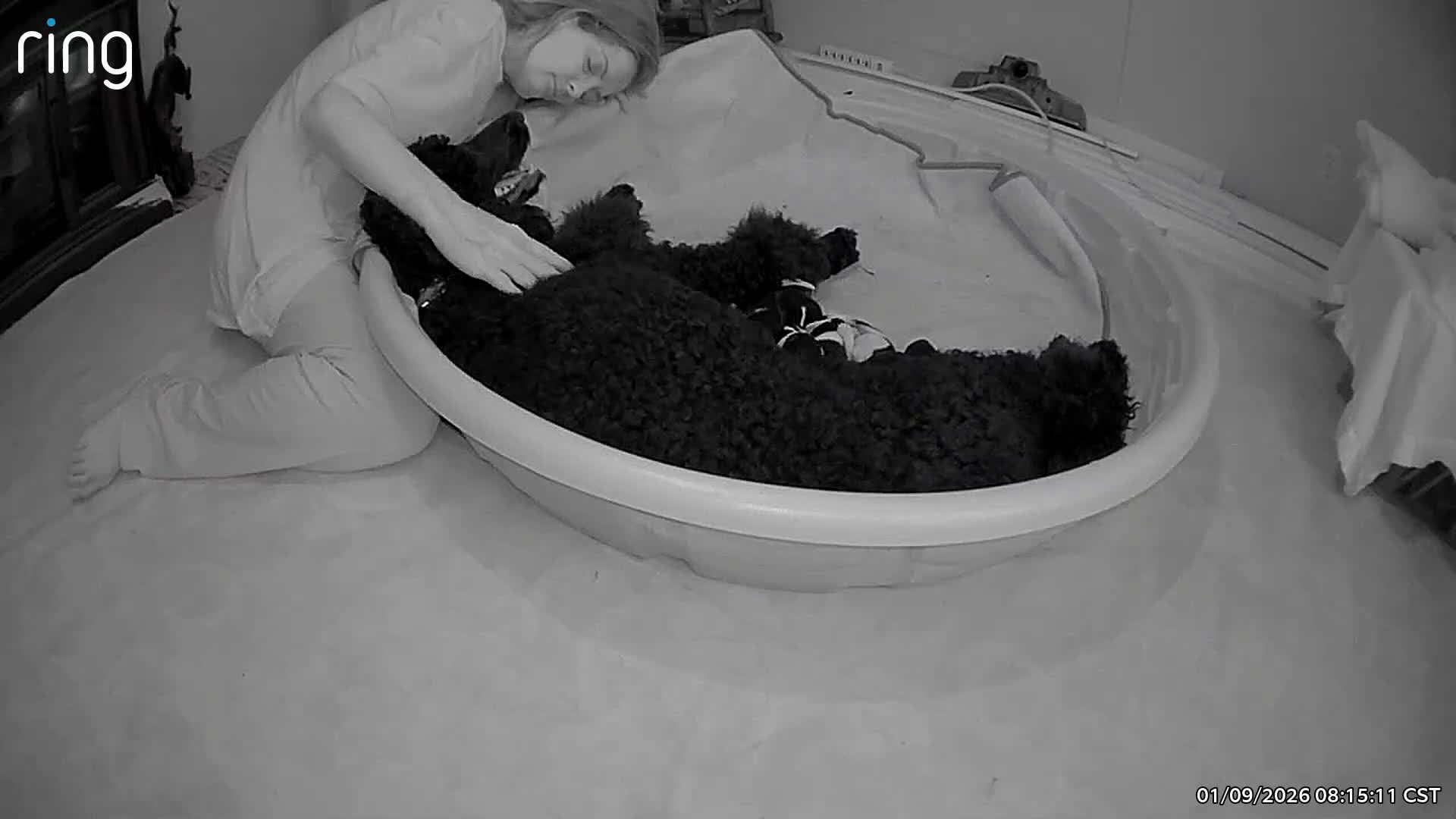 Goldendoodle dogs for sale: Ranger - Video 2