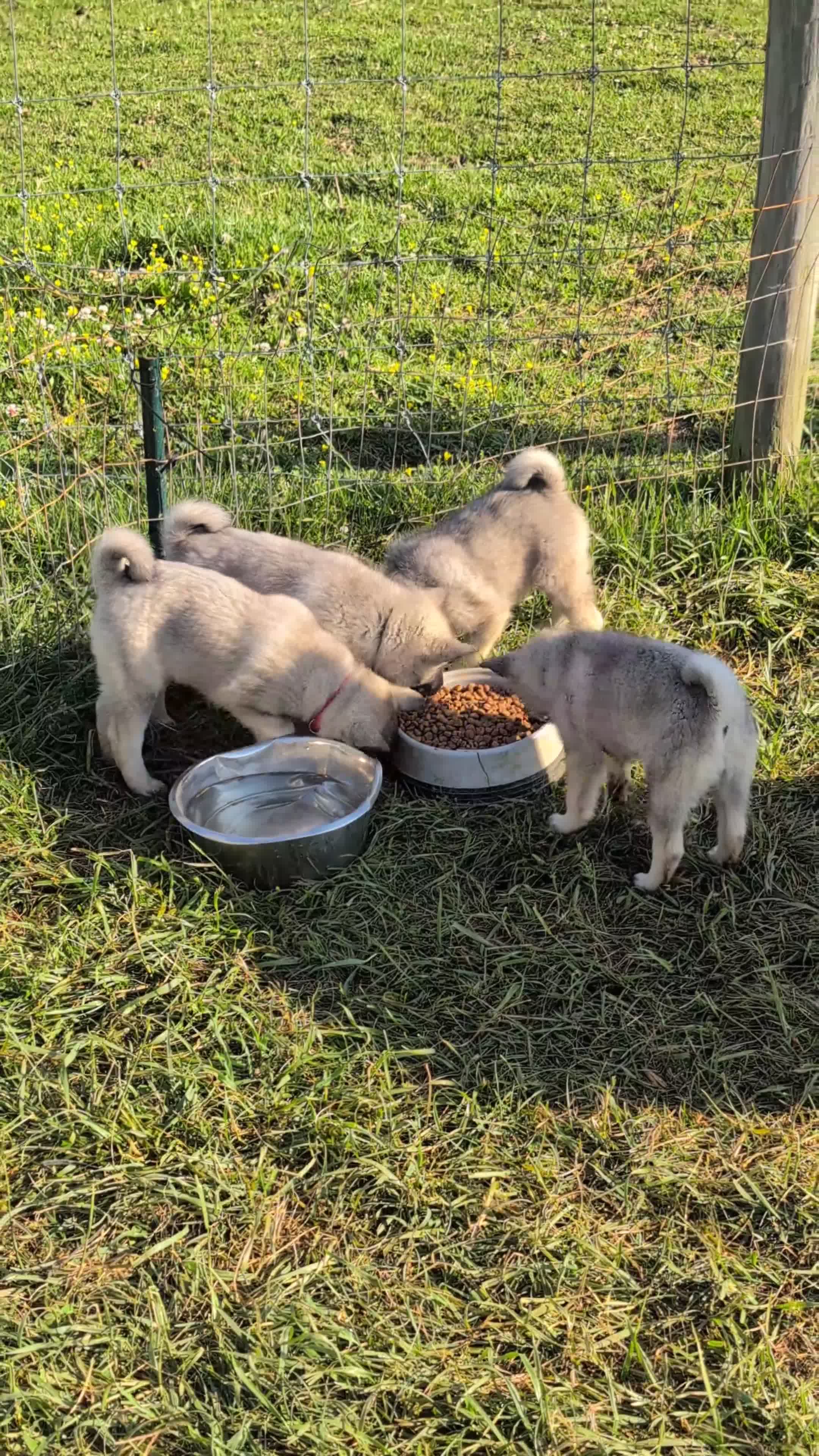 Norwegian Elkhound dogs for sale: Mr. Blue - Video 2
