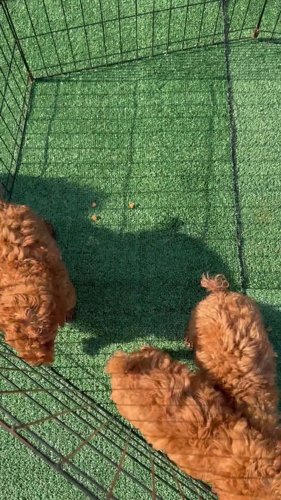 Toy Poodle dogs for sale: Toby - Video 1