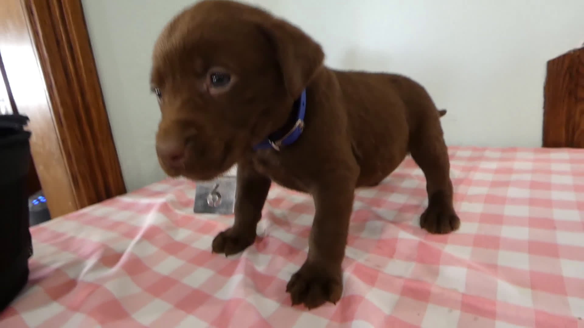 Labrador Retriever dogs for sale: Labrador Retriever Puppy 6 Rocky - Video 1