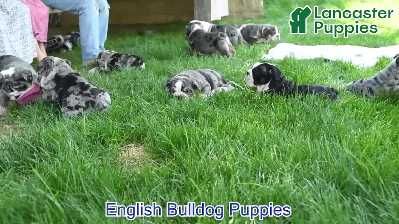 English Bulldog dogs for sale: Sheila - Video 1