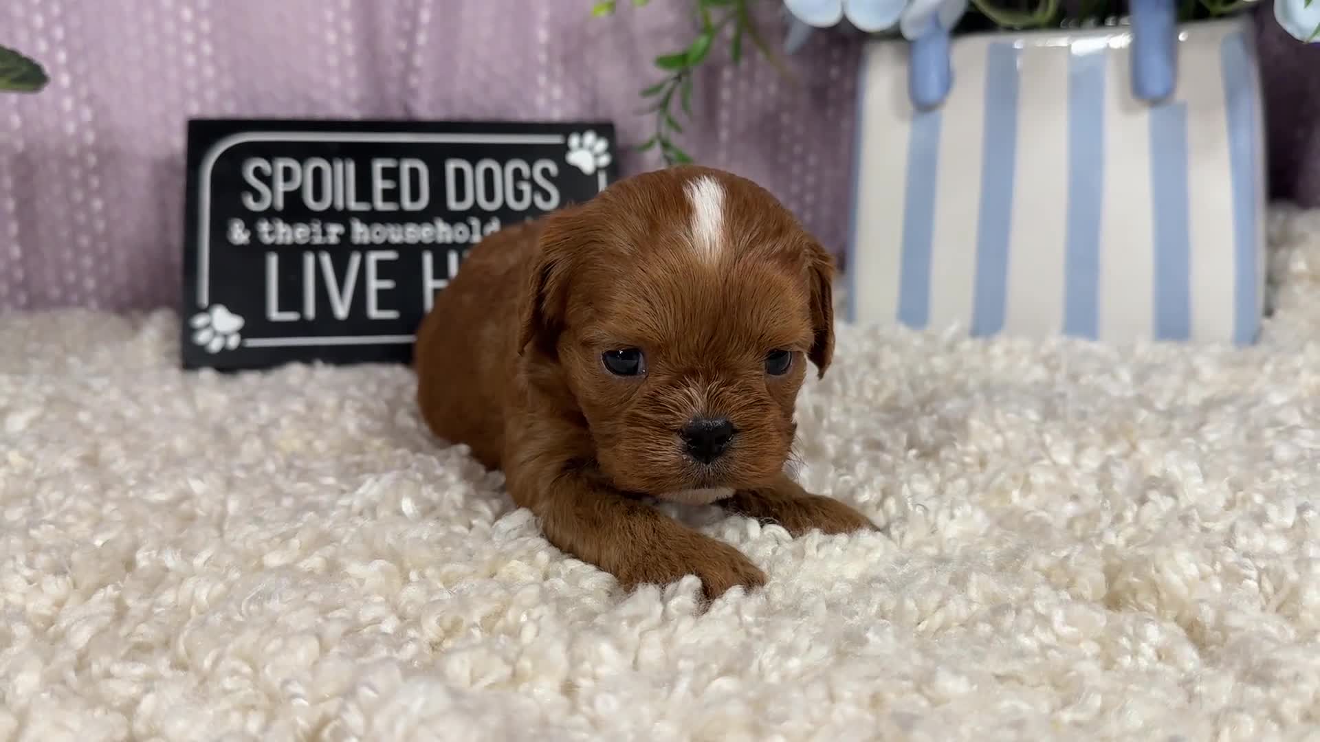 Cavapoo dogs for sale: Cavapoo 3 - Video 1