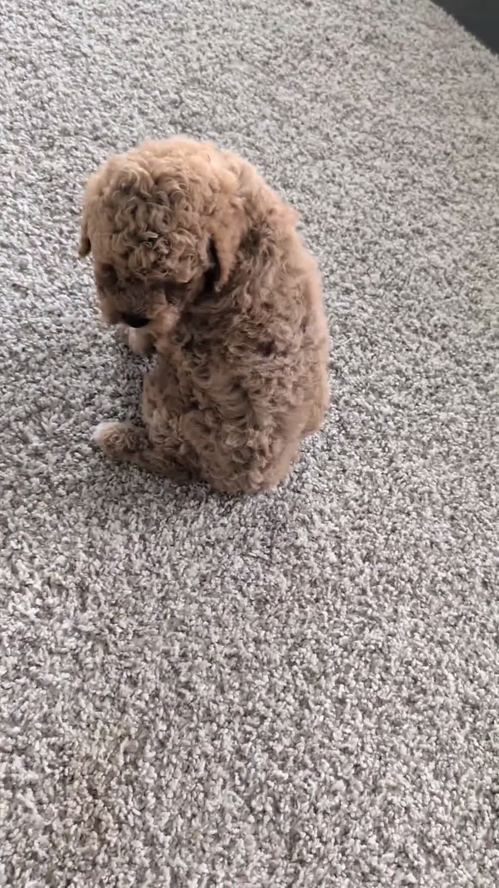 Mini Goldendoodle dogs for sale: Lyla - Video 5
