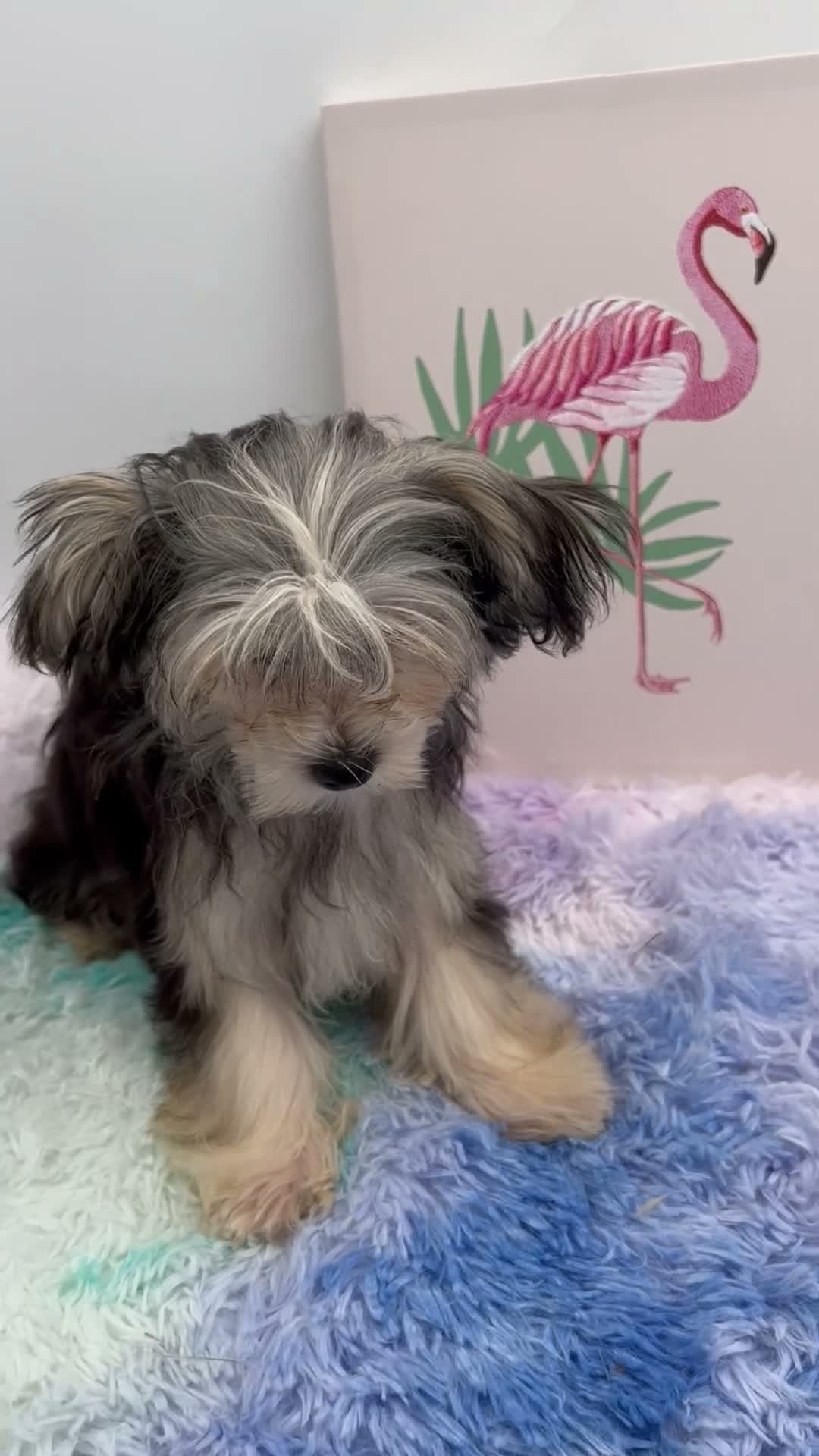 Morkie dogs for sale: Holly is a beautiful Morkie $2,500 - Video 1