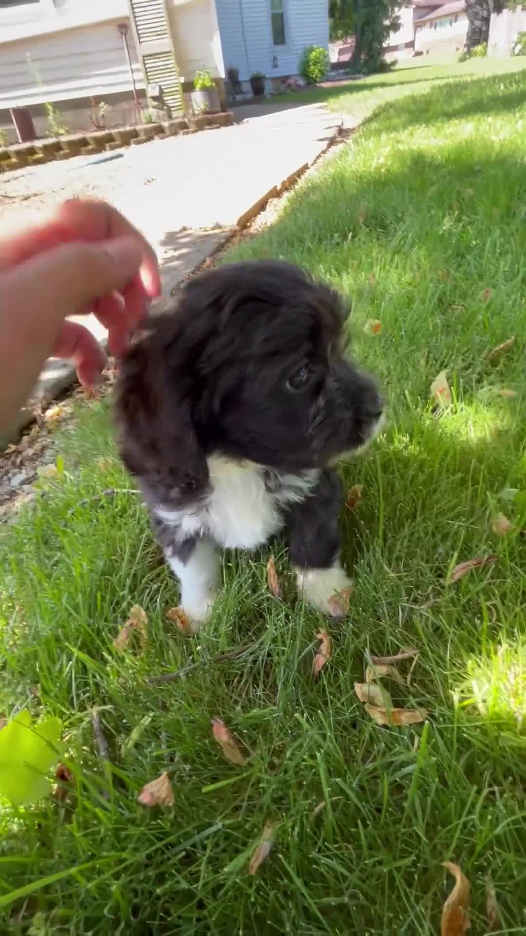 Cavapoo dogs for sale: Enzo - Video 1
