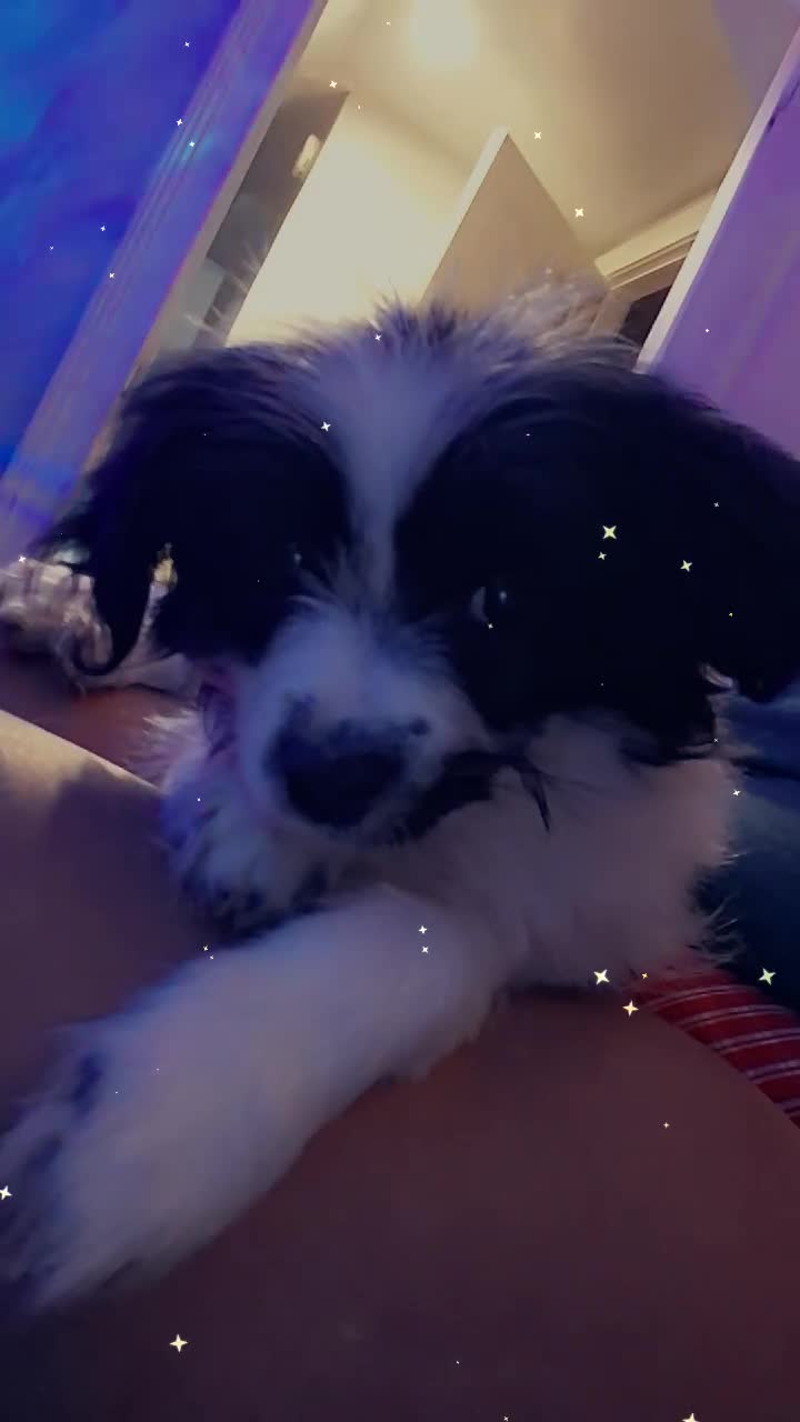Mixed Breed dogs for sale: Mixed Breed Puppy  - Video 1