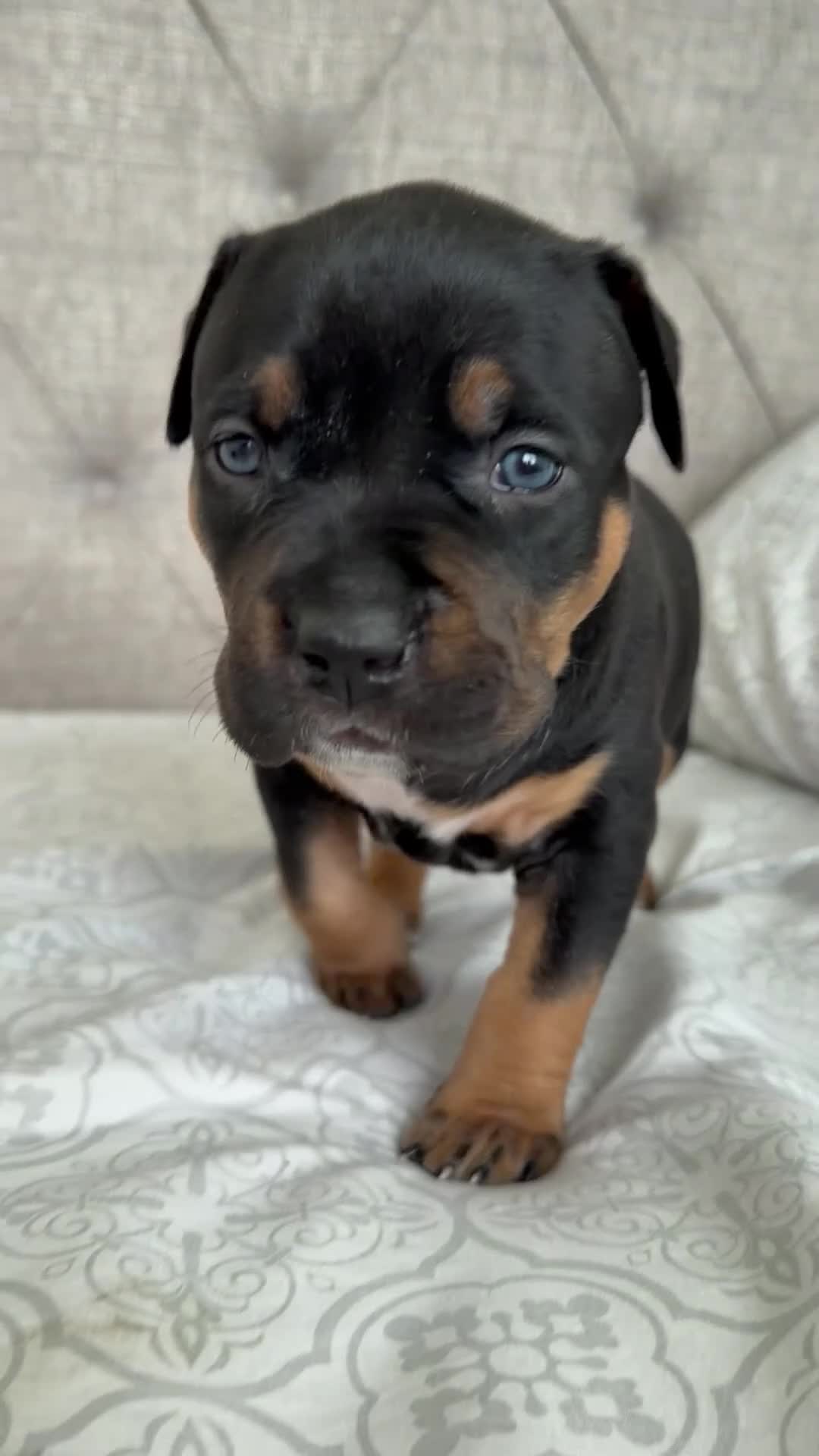 American Bully dogs for sale: Girl 3 - Video 1