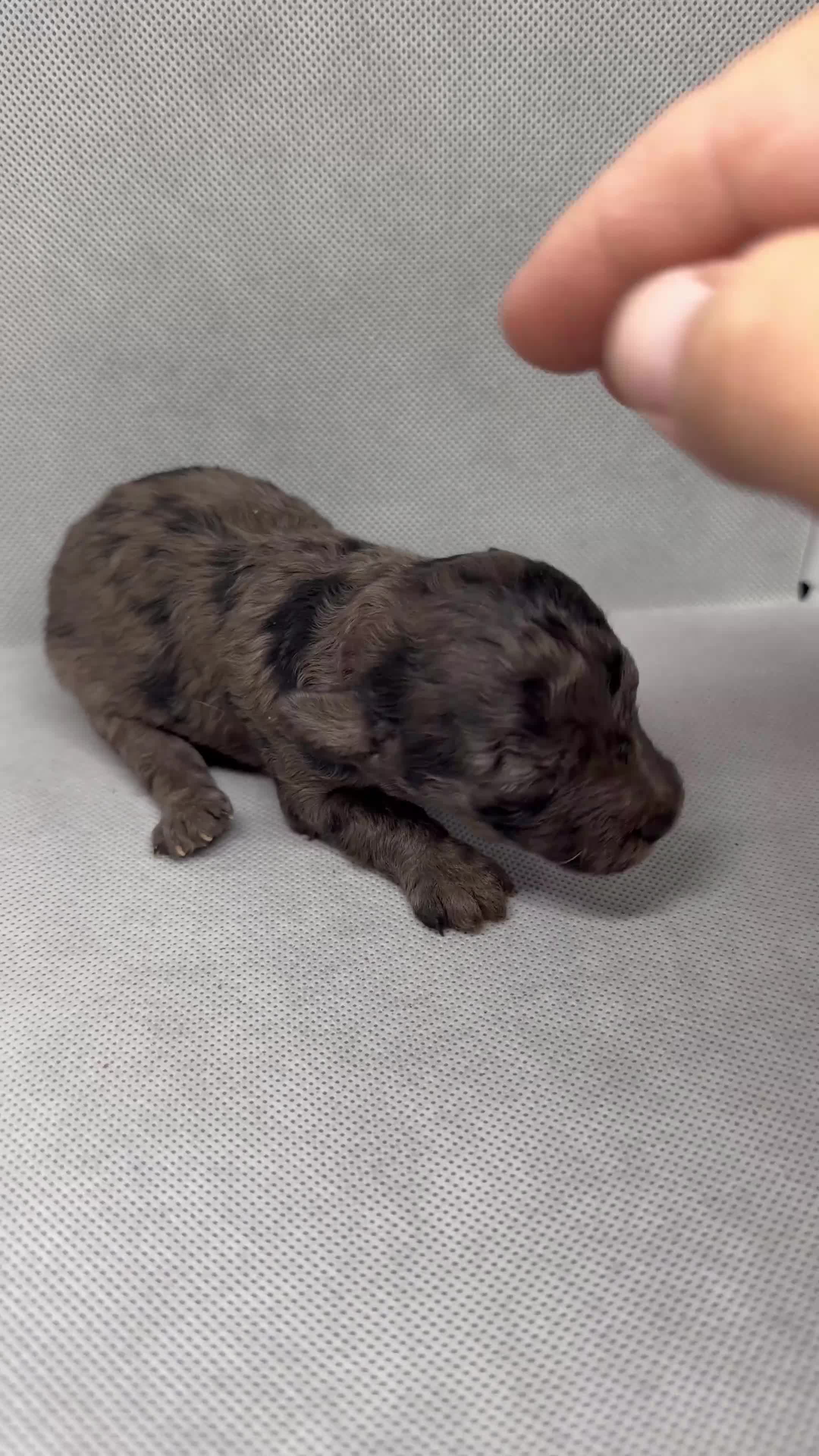 Mini Goldendoodle dogs for sale: Jeanie - Video 1