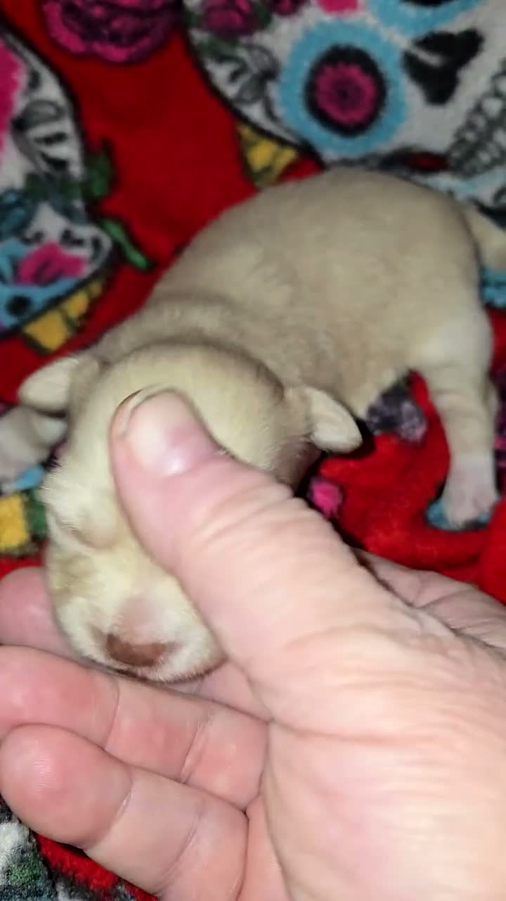Chihuahua dogs for sale: Long Hair Cream Girl - Video 1