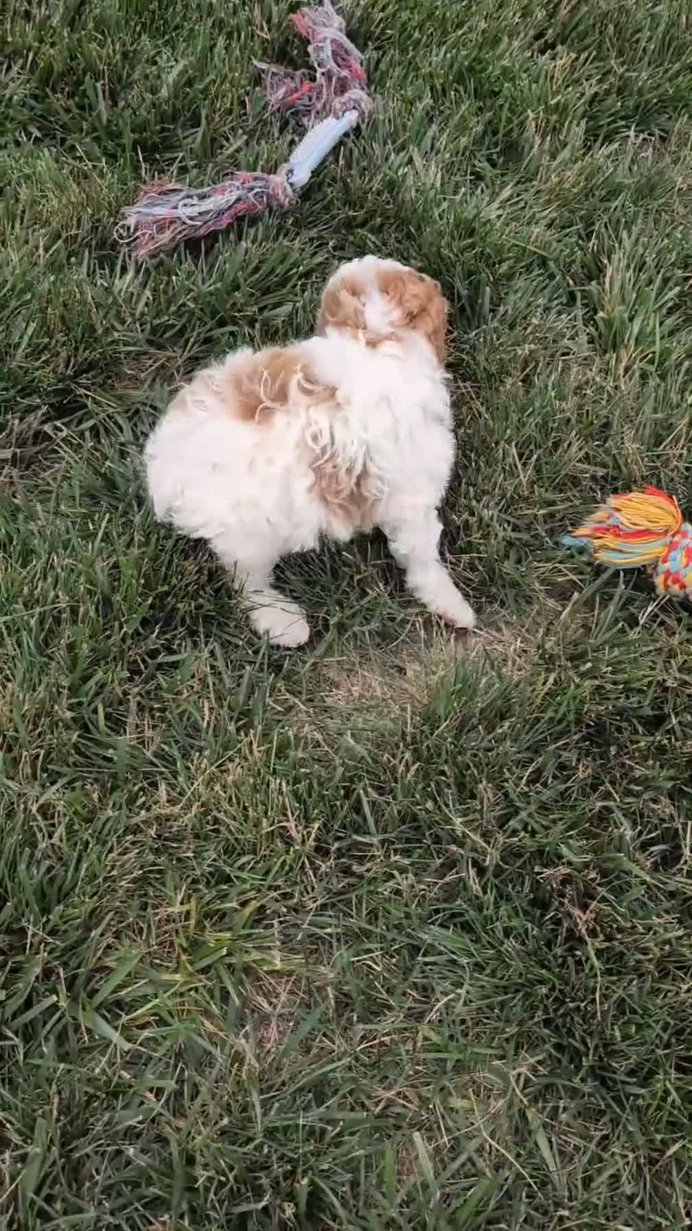 Miniature Poodle dogs for sale: Axel - Video 1