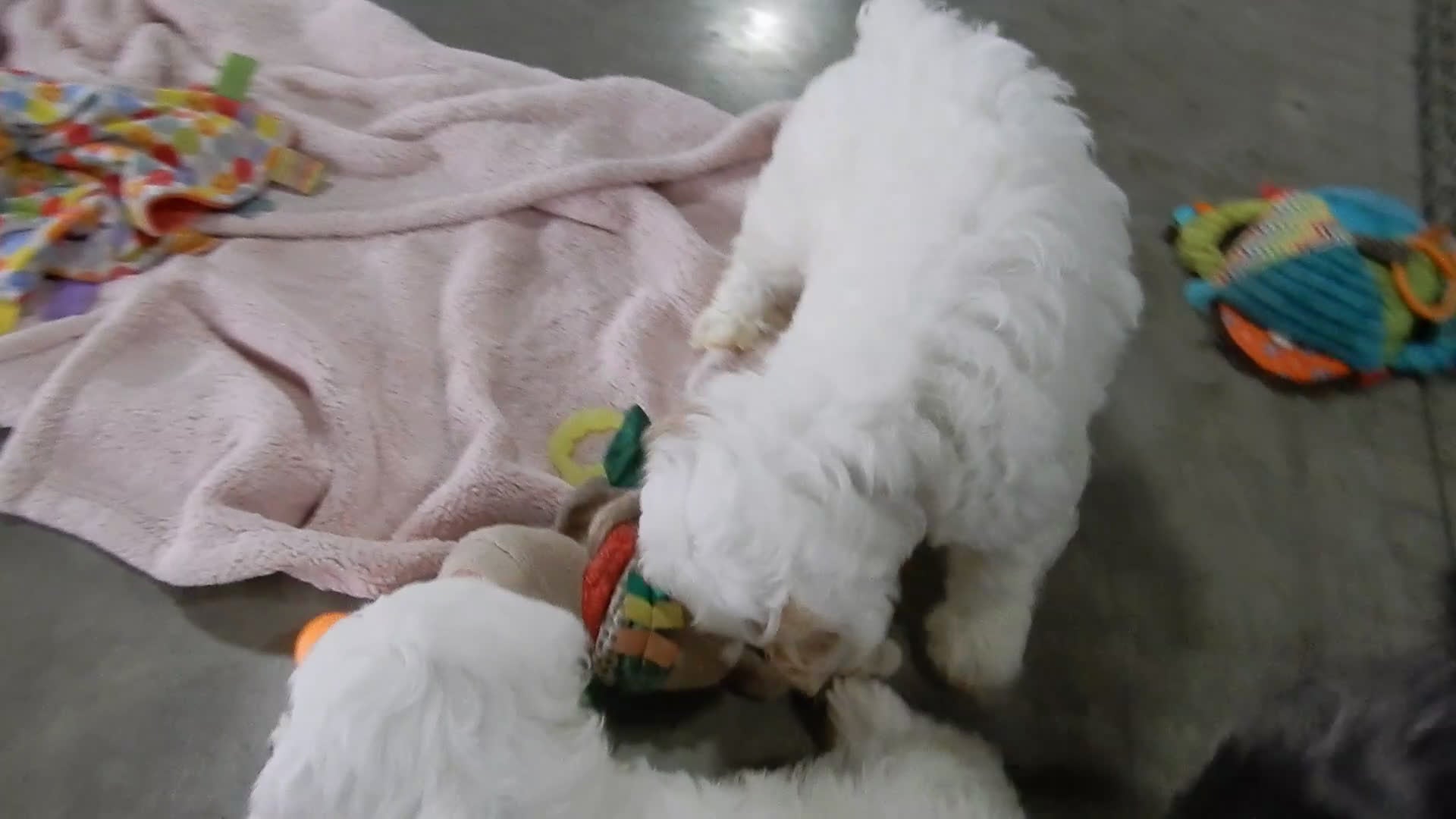 Cockapoo dogs for sale: Rover - Video 2