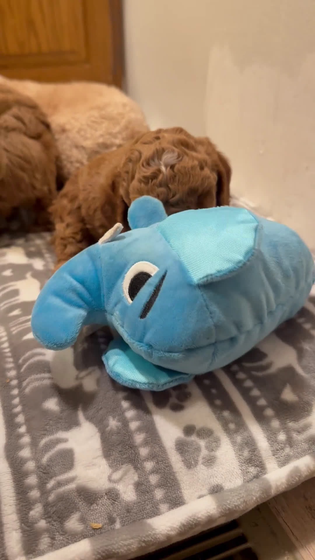 Cavapoo dogs for sale: Hank - F1b - Video 3