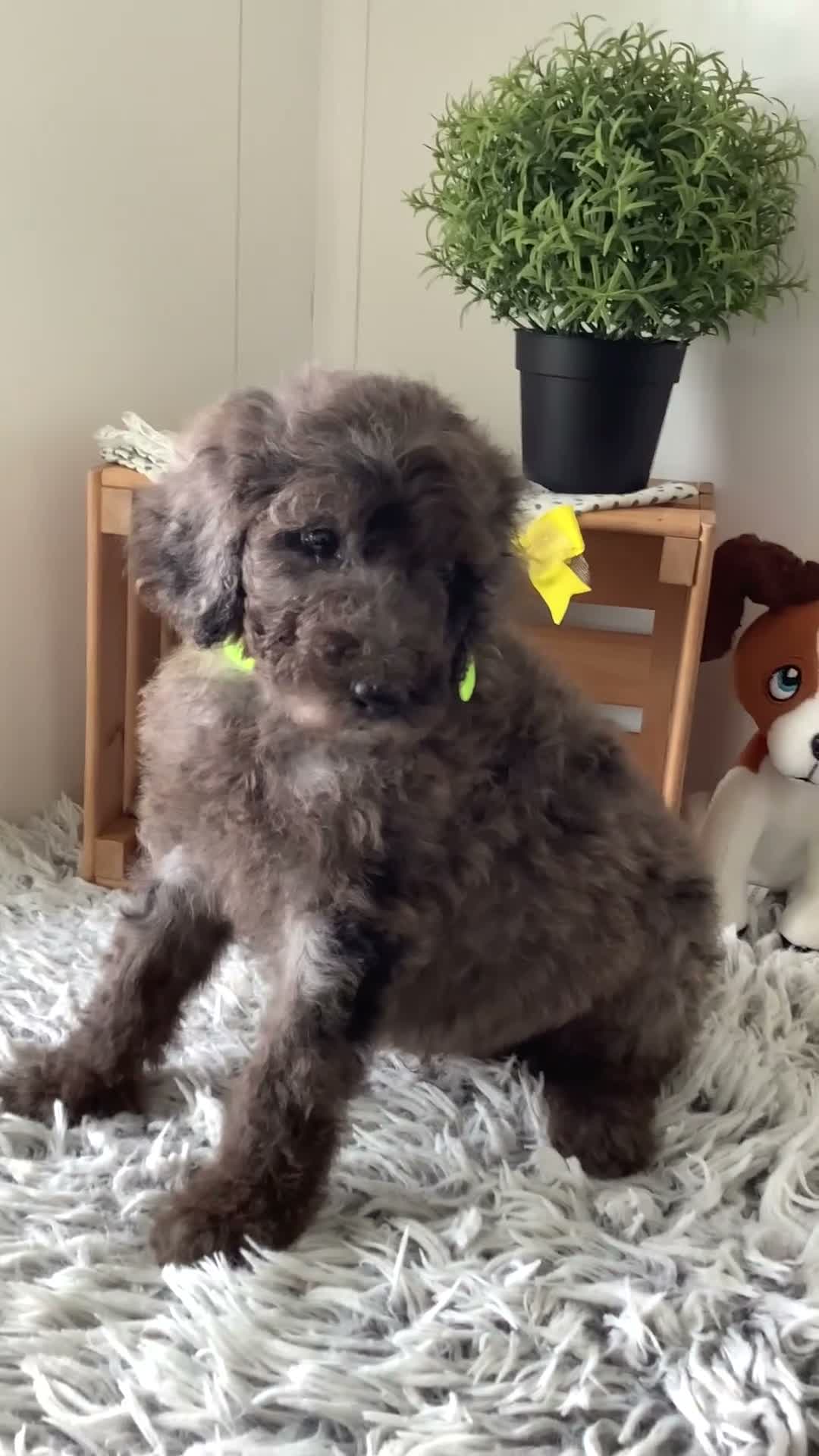 Goldendoodle dogs for sale: Rex-F1bb-Goldendoodle 1 - Video 1