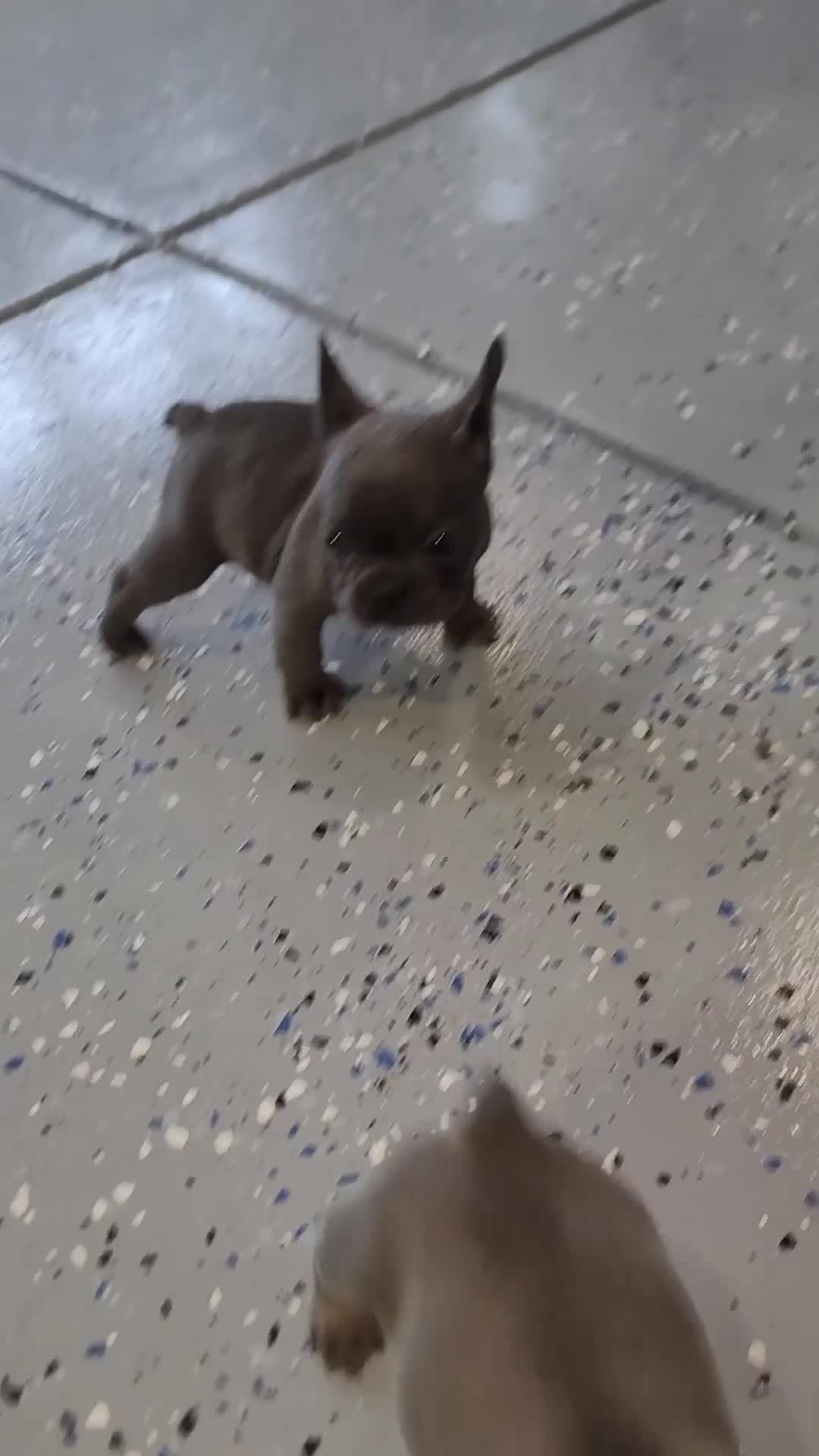 French Bulldog dogs for sale: French Bulldog Puppy 7 - Video 2
