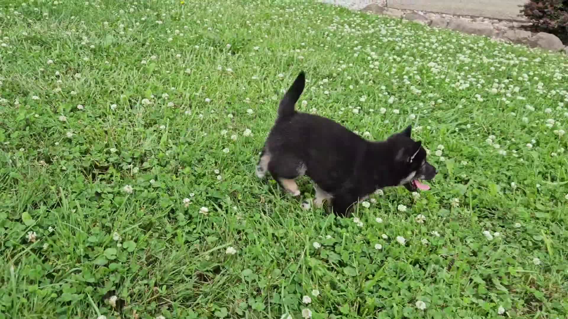 Shiba Inu dogs for sale: Hector - Video 1